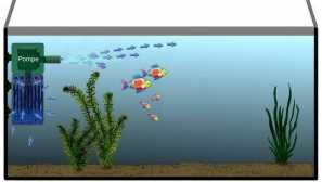 Kako namestiti notranji filter v akvarij